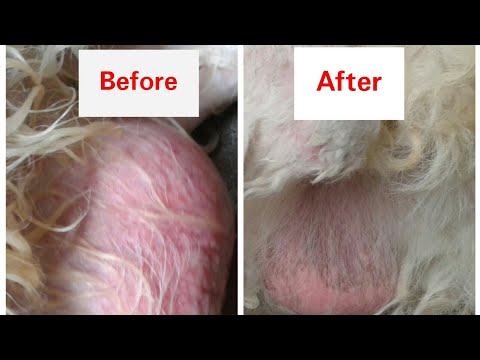 YouTube video about: Why is my dog's balls peeling?