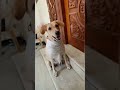 Dog Funny Video Goundamani Senthil Comedy