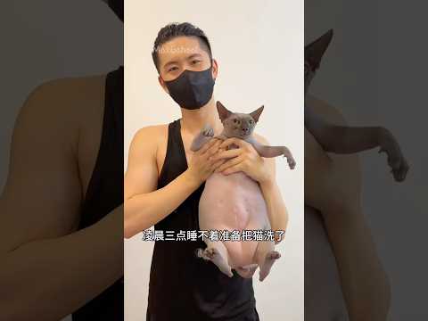 Pelihara 2 kucing botak malah gini #shorts