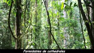 BERNARD LAVILLIERS Minha Selva