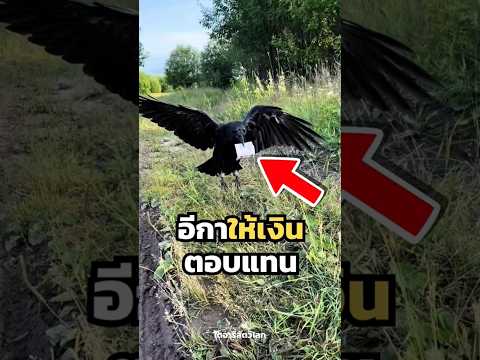 ให้อาหารมันทุกวัน วันนึงมันจะเอาเงินมาคืนคุณเอง 🐦‍⬛🪙