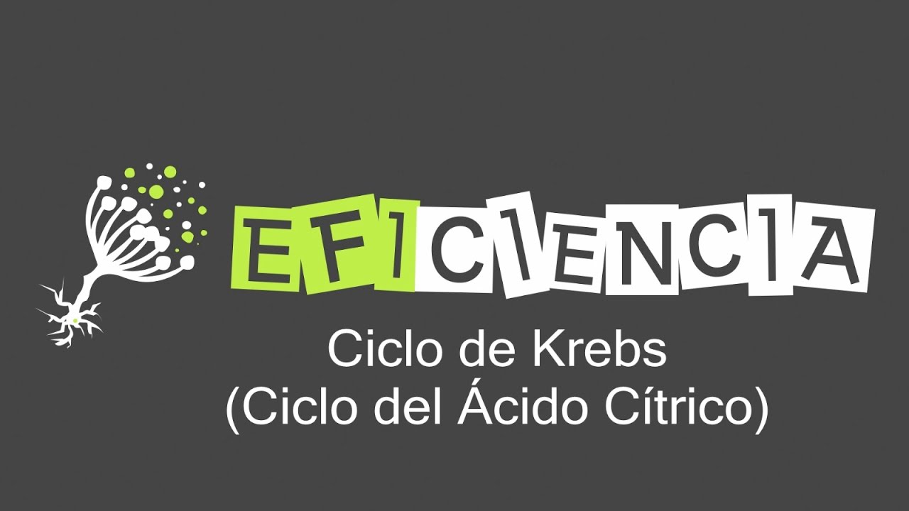 CICLO DE KREBS. Ciclo del Ácido Cítrico o Ciclo de los Ácidos Tricarboxílicos.