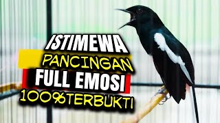 Download lagu BURUNG KACER GACOR PANCINGAN KACER BIKIN EMOSI!! mp3 Download lagu BURUNG KACER GACOR PANCINGAN KACER BIKIN EMOSI!! mp3