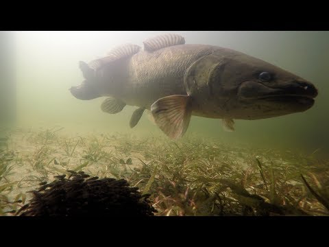 image-Is bowfin fish good eating?