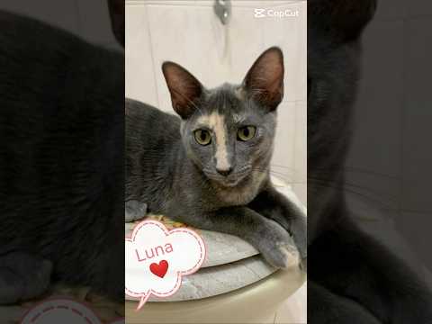 Regalo Luna Splendida Dolce Gattina Cerca Famiglia