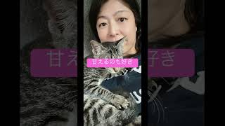 野良猫野良犬保護施設に行き，里親として、五ヶ月のサバ猫ちゃんを家族に迎えました。ずっと私の元を離れないのでこの子に💕いつか多頭飼いする勇気がでたら、引き取りたい子が沢山いました。#bali cat