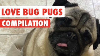 Love Bug Pugs Adorable Puppy Video Compilation 2017