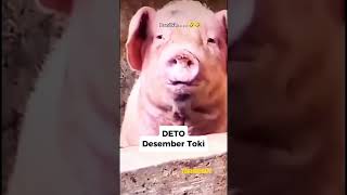 Download lagu Lagu Natal 2024 #papuaupdate mp3