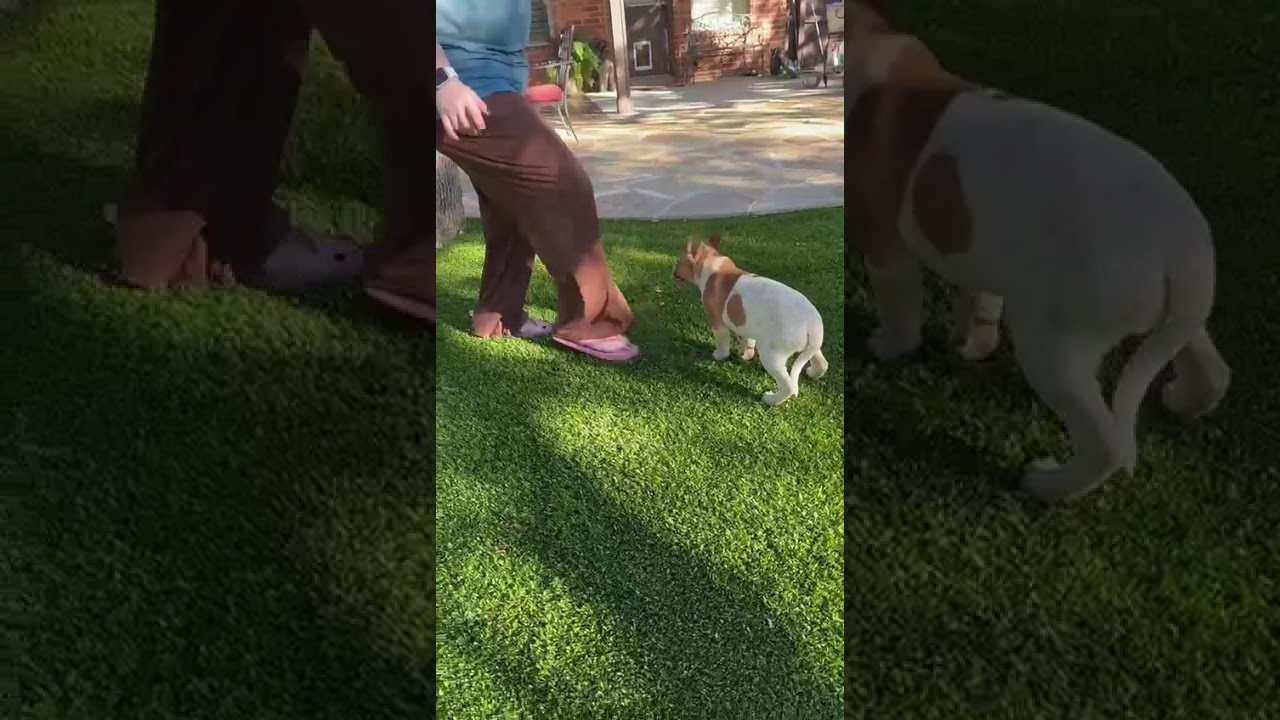 Enlarge Moxie, a ADOPTABLE mixed breed in Southport, CT video 3/6