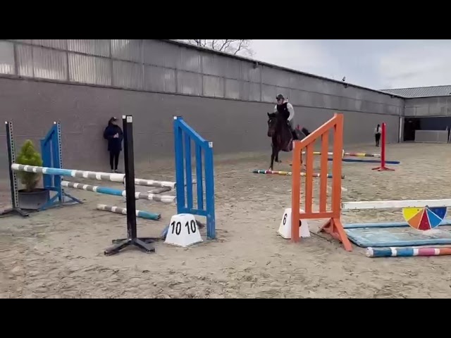 Gelding Zangersheide For sale 2021 Bay