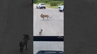 Download lagu This greedy leopard wants 2 baby warthog 🥺 #shots mp3