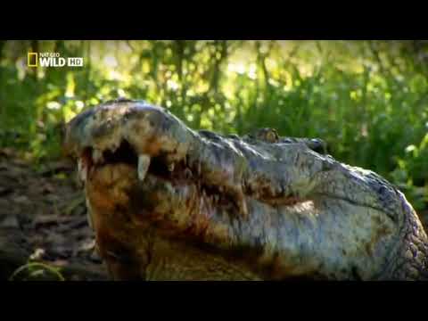 EL CLUB DE LA LUCHA AVISPONES GIGANTES Y KOALAS DOCUMENTAL 720p