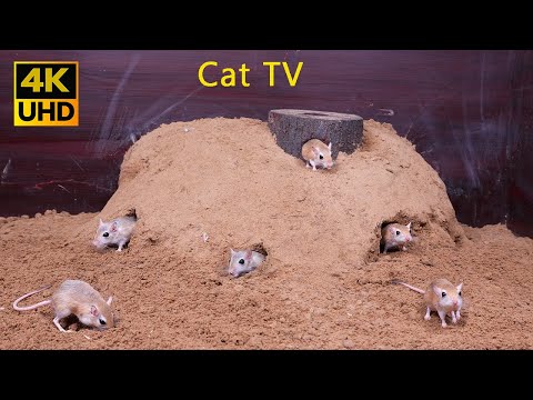 Ultimate Cat TV: Mice Digging Burrows, Hide & Seek in Sand | 4K Real Sounds 8 hours