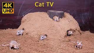 Ultimate Cat TV: Mice Digging Burrows, Hide & Seek in Sand | 4K Real Sounds 8 hours