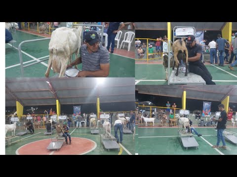 a primeira secagem das cabras no torneio leiteiro Santa Cecilia PB