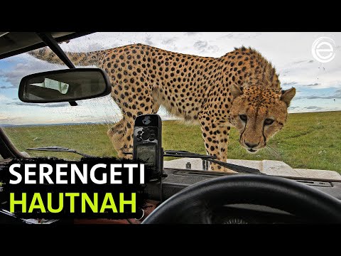 Serengeti – Das Making-of | Erlebnis Erde