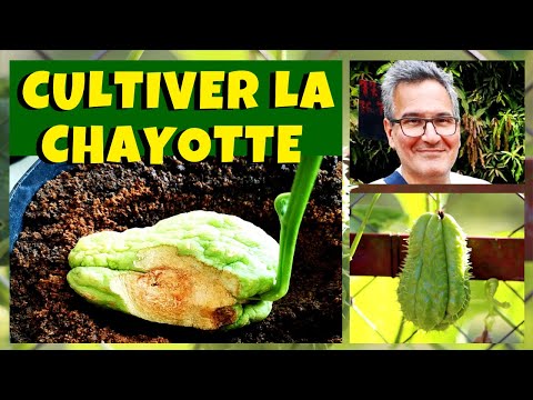 , title : 'Christophine : cultiver la chayotte ou chouchou'