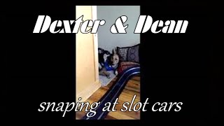 LOL   Dogs snapping at slot cars!