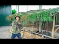 Building a bamboo house from lemongrass leaves for chickens - living off the grid