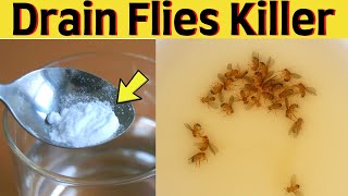 How to get rid of drain flies naturally in bathroom sink and garbage disposal