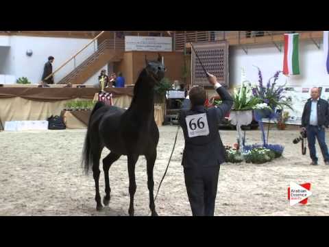 N 66 NAJM AL KHALEDIAH   Prague Intercup 2015   Stallions 4 6 years old Class 10