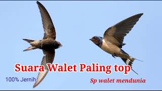 Download lagu suara walet paling top, 100% jernih mp3