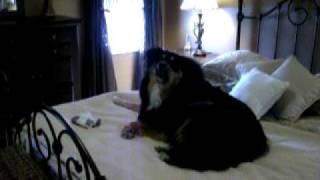 Jasmine chantant Adrienne