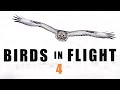 BIRDS IN FLIGHT 4
