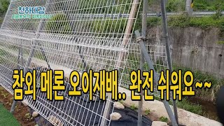 참외 메론 오이 애플수박 울타리재배로 쉽게 키우기.. 울타리콩 작두콩