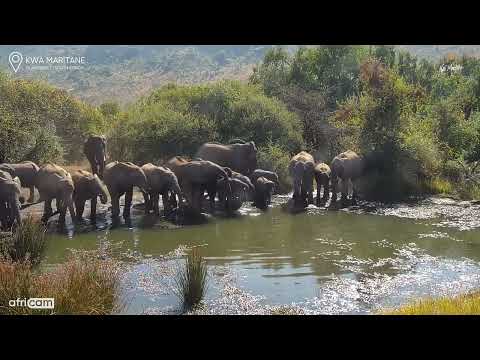 Kwa Maritane Africam: Herd of elephants