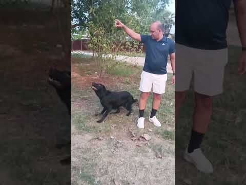 Snoopy ...back to routine #petsofinstagram #labradorretriever #cutedog