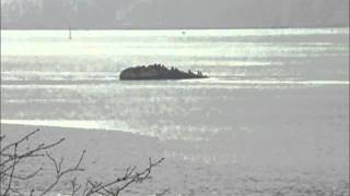preview picture of video 'Sea Lions Nisqually Reach Dec 30 2012'