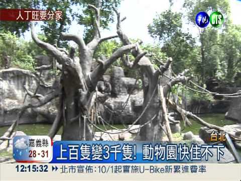 動物園快住不下!圓仔厝邊覓新居
