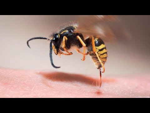 paraziți de viespe