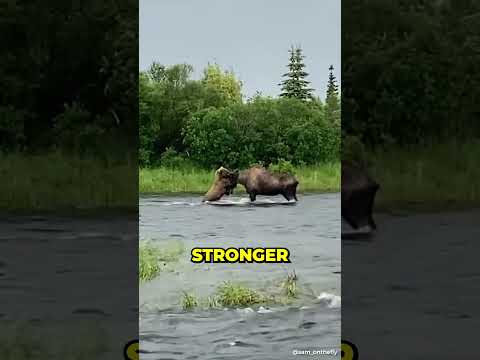 Bear vs Moose ... Epic battle. .