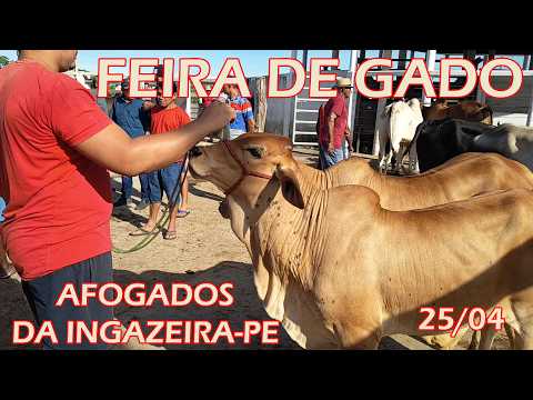 Feira de Gado de Afogados da Ingazeira-PE (25/04/26)