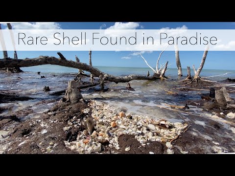 I Found a Super Rare Shell! And the Most Beautiful Sea Shells I've Found on the Same Day.