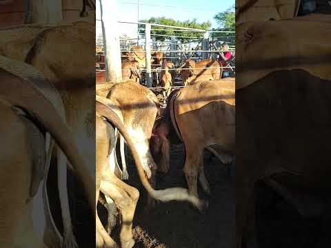 FEIRA do gado em Cipó ba