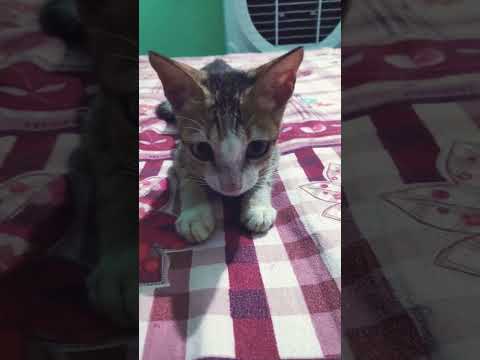 what a lovely cat.......