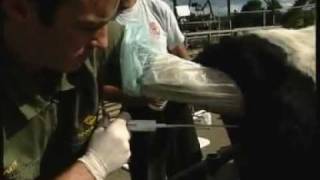 Metricheck: Detection of Endometritis in Dairy Cows