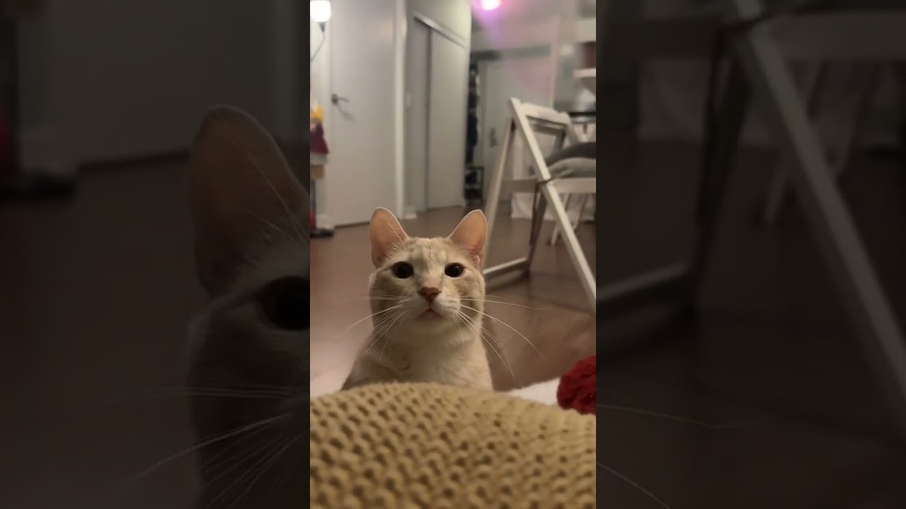 Snoopy, an adopted mixed breed in Scarborough, ON video 5/5