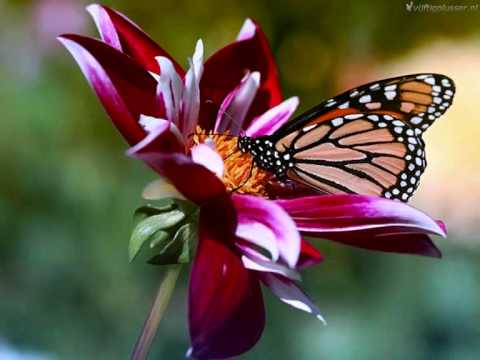 Opwekking 47 - Omdat Hij Leeft