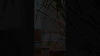 Gái xinh mặc bikini đồ lót ren hoa màu xanh vậy đẹp chưa p122