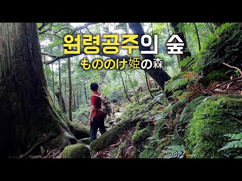 🇯🇵 일본여행 | 원령공주의 숲 속 모험 야쿠시마 시라타니 운수협곡 (모노노케히메, 지브리, 미야자키 하야오, 등산)