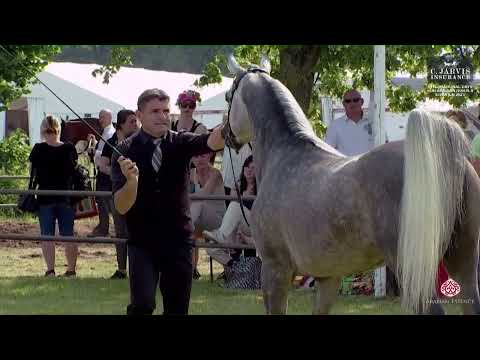 N 155 EKS SIRAJJ   Strohen 2023 International B Show   Stallions 4+ Years Old Class LM
