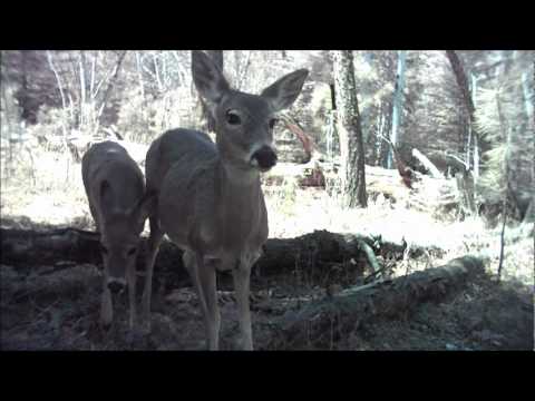 2011-05-08 squirrel and deer