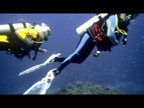 Scuba Diving Rukan Reef Okinawa Reef Shark and Turtle 沖縄ルカン礁