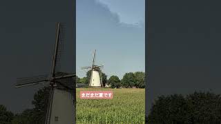 あまり出かけませんが、外は好きです #日常vlog #外国暮らし