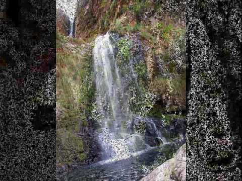 Tronco De Un Arbol video