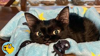 Tiny Cat Looks Like a Little Dragon and Acts Like the Queen